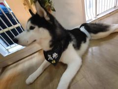 -Husky Go! 哈士奇体验馆·宠物咖啡厅狗咖