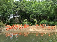 -广州长隆飞鸟乐园