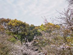 -南山植物园