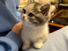 -momokira米努特·德文卷毛猫·棉花面纱犬