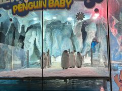 -帝企鹅自助餐厅•儿童岛•真企鹅(长隆企鹅酒店)