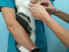 -爱贝特动物医院·猫口炎专科