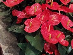 -金河半岛园林酒家(金融城店)