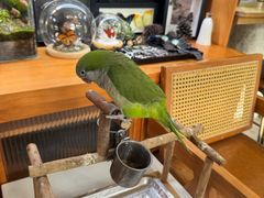 -吉丁鸟咖·异宠·寄养