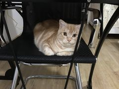 -爱侣宠医·鹦鹉专科·小型哺乳类·异宠专科(灵石路店)