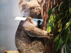 -墨尔本博物馆(Melbourne Museum)