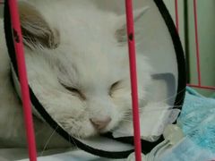 -康乐宝动物医院