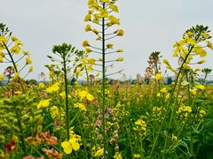 -中国天府农业博览园