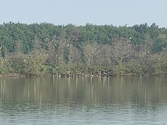 -大湾区中央湿地公园