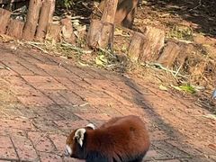 -中国大熊猫保护研究中心雅安碧峰峡基地