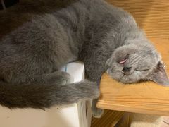 -more than meow吴止猫主题餐厅(承德 中船汇店)