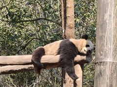 -都江堰中华大熊猫苑