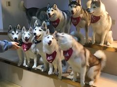-Husky Go! 哈士奇体验馆·宠物咖啡厅狗咖
