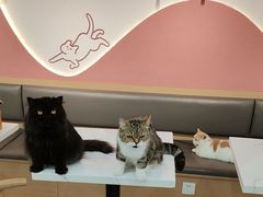 -喵园·猫主题咖啡厅·撸猫·猫咖(国贸店)