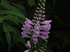 -国家植物园