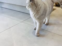 -关爱宠物医院·猫科中心·消化科(滨湖万达分院)