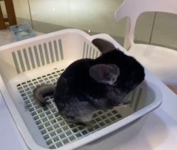 -Moni星球萌宠·小马宝莉·灵蛇·高端高阶全萌宠互动体验俱乐部(红豆国际广场店)