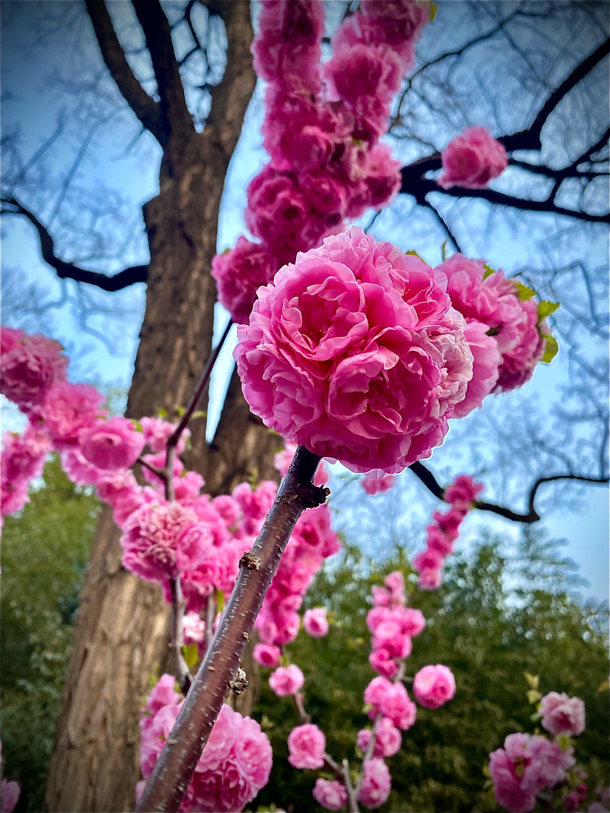 幸福的花朵简谱图片