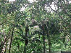 -西双版纳原始森林公园