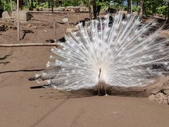 -哈尔滨北方森林动物园