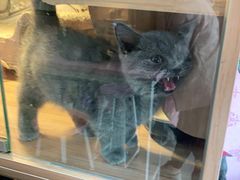 -喵百万·布偶·蓝金金渐层英短·猫舍(百子湾店)
