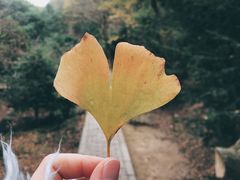 -上海佘山国家森林公园天马山园