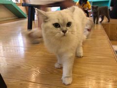 -萌喵咖啡屋(人民东路4号口M16商铺店)