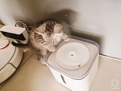 -平行世界·猫咖(首经贸店)