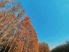 -上海海湾国家森林公园