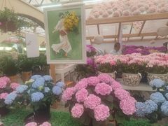 -荷兰花海
