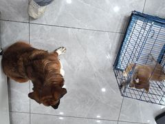 -瑞鹏宠物医院·超声·骨科·奇麟分院(蜀都万达店)