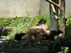 -卧龙中华大熊猫苑神树坪基地
