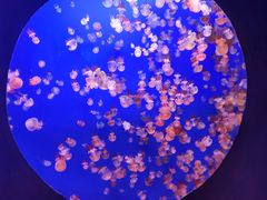-江和美海洋公园