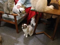 -猫色咖啡·猫咖