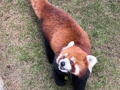 -栾川竹海野生动物园