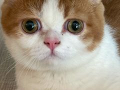 -飞行喵MR PILOT|猫舍·猫咖(静安大融城店)