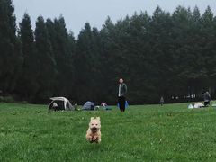 -武陵山森林公园