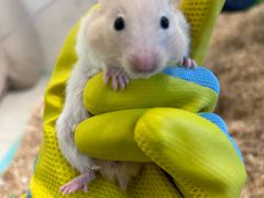 -怪兽屋·羊驼·猫咖·狗咖(俊华广场店)