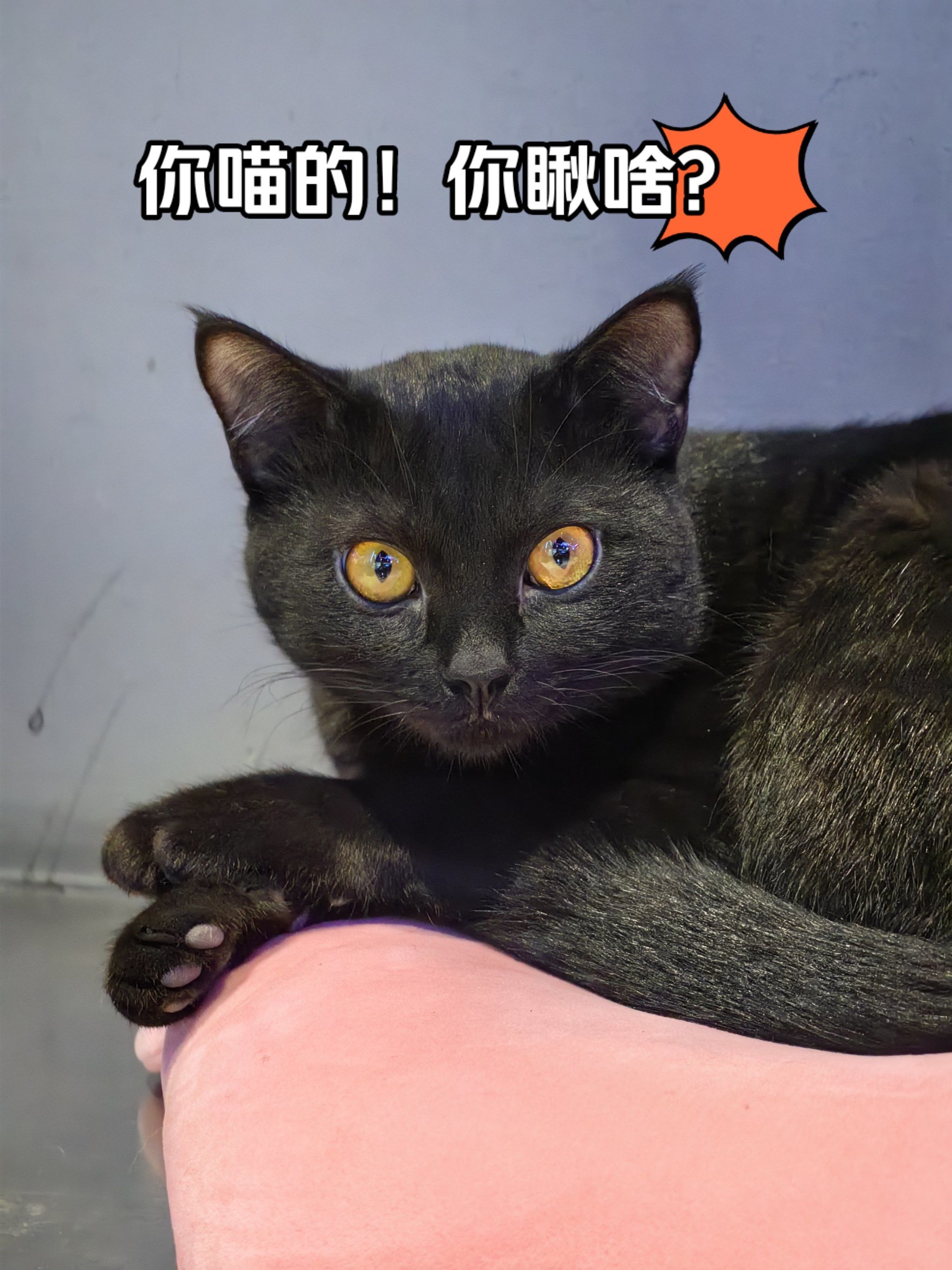 你喵的!你瞅啥?