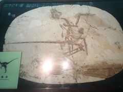 -安徽省地质博物馆