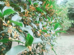 -杭州植物园