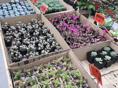 -龙大花卉苗木市场