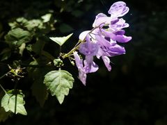 -墨尔本皇家植物园