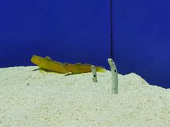 -上海海洋水族馆