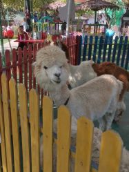 -萌宠亲子动物乐园(槐房万达店)