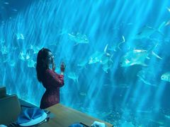 -海棠湾洲际-涛·海底餐厅·美人鱼·自助餐·海底隧道