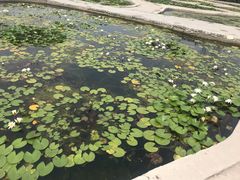 -白洋淀景区