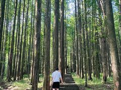 -武陵山森林公园