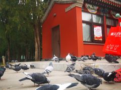 -护国寺小吃(安定门店)