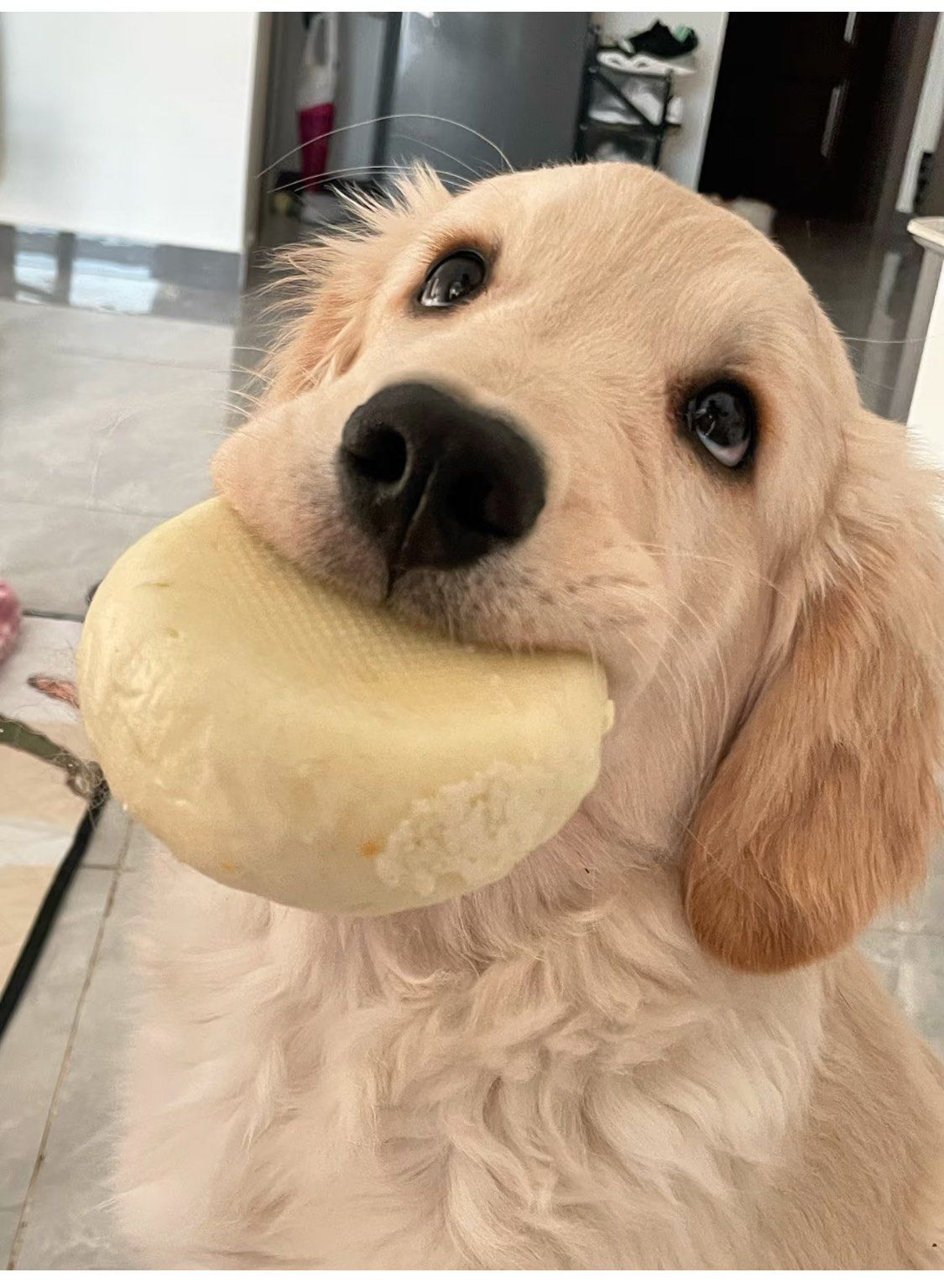 妈妈我可以吃大包子吗